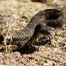 Vartotojo avataras